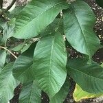 Psidium guajava List