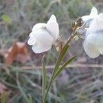 Linaria repens Flower