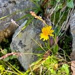 Scorzoneroides helvetica Flower