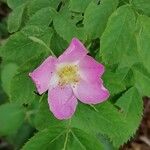 Rosa woodsii Floare