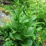 Veratrum album Habitatea