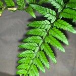 Polystichum rigens Leaf