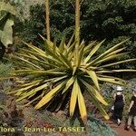 Agave fourcroydes Характер