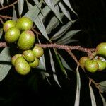 Xylopia sericea Fruit