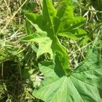 Alchemilla acutiloba Лист