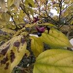 Clerodendrum trichotomum Leaf