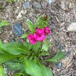 Dianthus barbatus Kvet