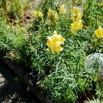 Linaria vulgarisBlomst