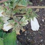 Campanula alliariifolia Blomst