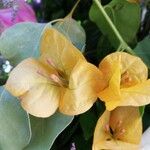 Bougainvillea spectabilis 花