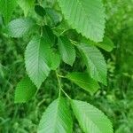 Ulmus americana Blad