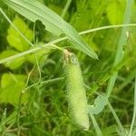 Lathyrus hirsutus Mbuma