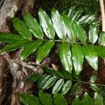 Callerya neocaledonica Leaf