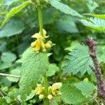 Lamium galeobdolonLorea