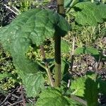 Scrophularia scorodonia Bark