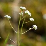 Micranthes virginiensis Flor