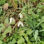 Galanthus plicatusFlor