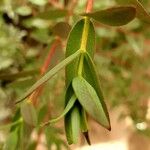 Eucalyptus coccifera Folha