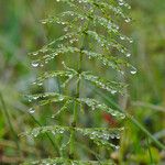 Equisetum pratense برگ