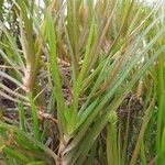 Bulbine bulbosa Yaprak