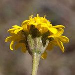 Chaenactis glabriuscula Fleur