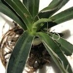 Agave toumeyana Hostoa