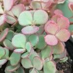 Sedum sieboldii Hoja