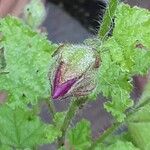 Anisodontea capensis Floro