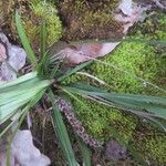 Carex digitata Blatt