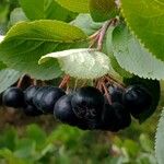 Aronia melanocarpa Fruit