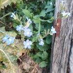 Anchusa azurea Kwiat