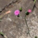 Emilia sonchifolia Flors