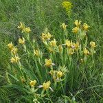 Iris variegata Іншае