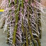 Salix viminalis Otro