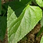 Salvia coccinea Blad