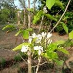 Holarrhena pubescens Blomma