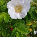 Rosa rugosa Flower