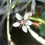 Micranthes stellaris Flower