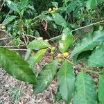 Coffea arabicaLeaf