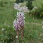 Plantago mediaFlor