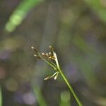 Fimbristylis autumnalis Blüte