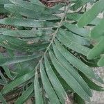 Zamia integrifolia 葉