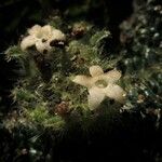 Hymenocoleus rotundifolius Flor