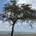 Vachellia drepanolobium Habit