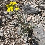 Erysimum sylvestre Bloem