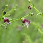 Scrophularia canina Blomst