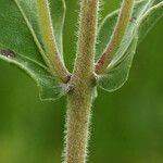 Helianthus mollis Casca