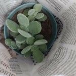 Adromischus liebenbergii Leaf