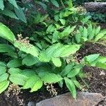 Maianthemum racemosum Habitus