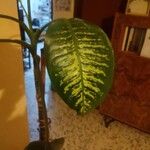 Ficus elasticaBlad